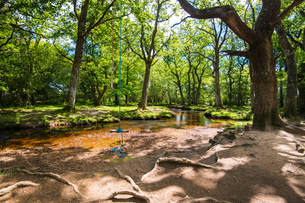 The Wild, Magical New Forest is One of the Best Day Trips from London