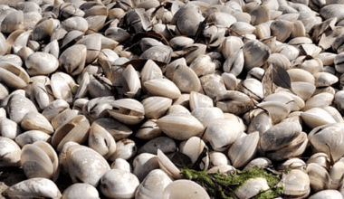 Abu Dhabi authority records violation of collecting oysters from marine reserve