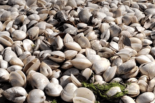 Abu Dhabi authority records violation of collecting oysters from marine reserve