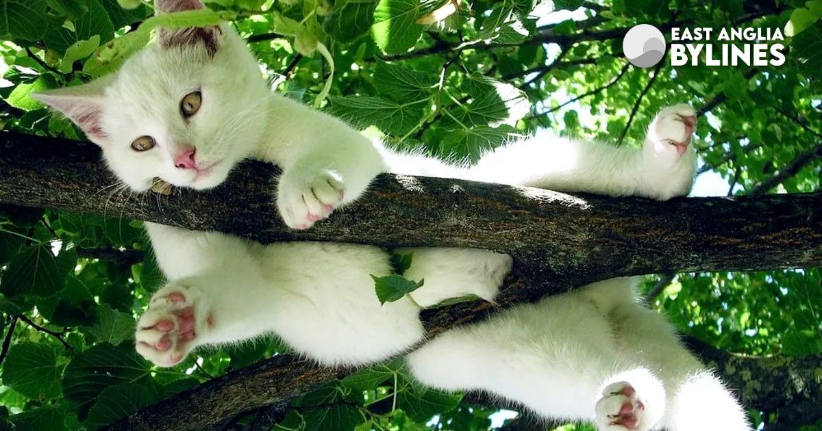 The weird physics trick that makes cats land on their feet and helped NASA