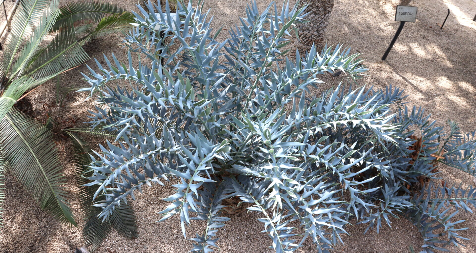 How a rare cycad's wax crystals conjure blue without pigment