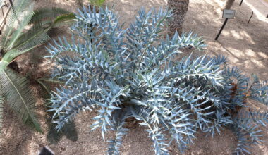 How a rare cycad's wax crystals conjure blue without pigment