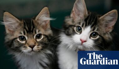 Cat owners asked to share pets’ quirks for genetic study | Animal behaviour