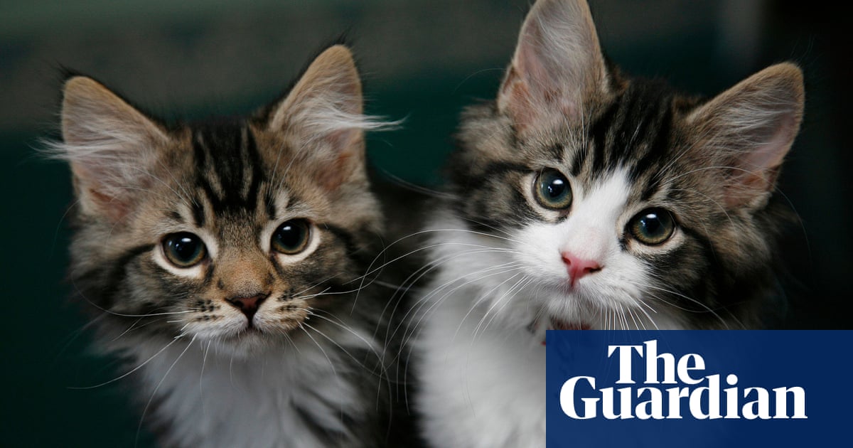 Cat owners asked to share pets’ quirks for genetic study | Animal behaviour