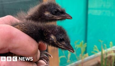 Project to re-establish the corncrake in Yorkshire