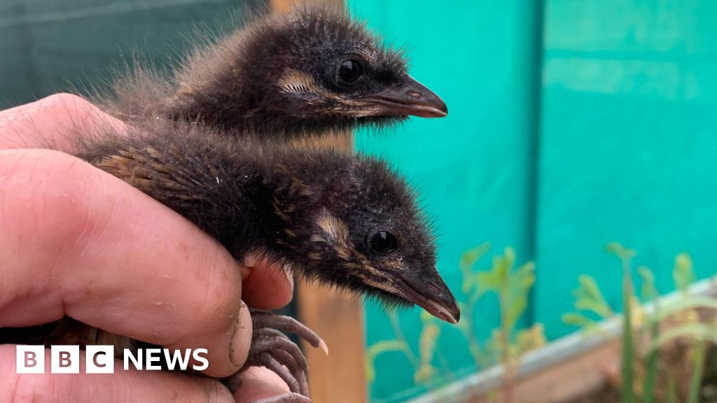 Project to re-establish the corncrake in Yorkshire
