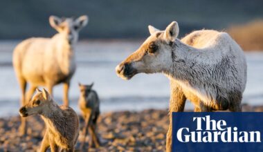 ‘Erasure of years of work’: outcry as White House moves to open Arctic reserve to oil and gas drilling | Alaska