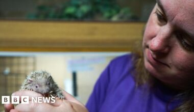 Animals support young people struggling with anxiety in Surrey