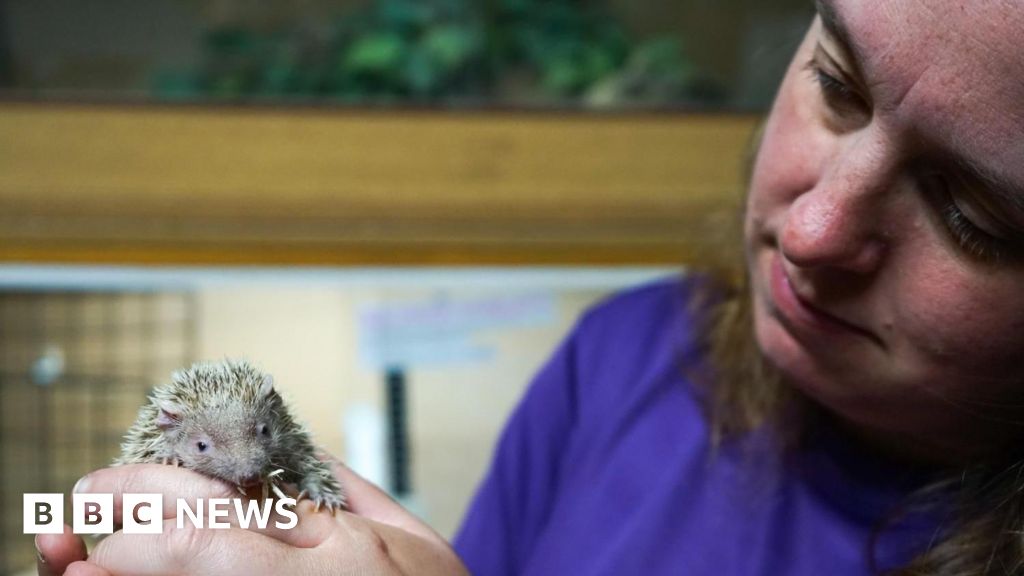Animals support young people struggling with anxiety in Surrey
