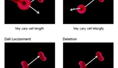 Deletion Mutants Reveal DivIVA Gene Impact on Cell Length
