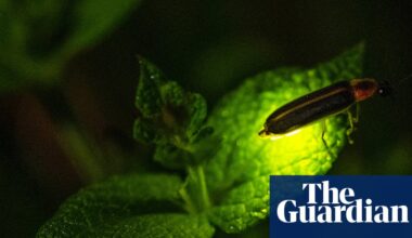 Climate change is killing fireflies – threatening a US summer ritual | Insects