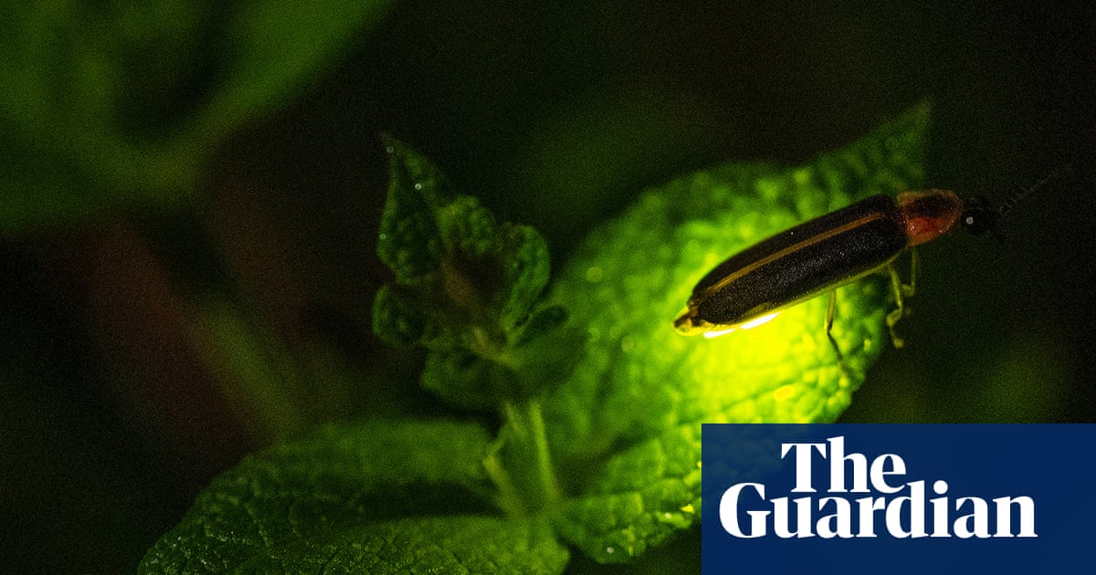 Climate change is killing fireflies – threatening a US summer ritual | Insects