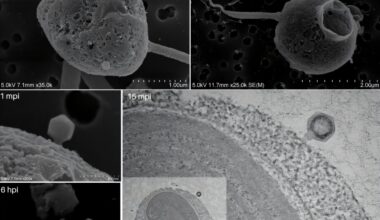 A giant virus wags its tail