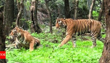 Ranthambore's queen, estimated to be 17-18, defies age, seen mating | India News
