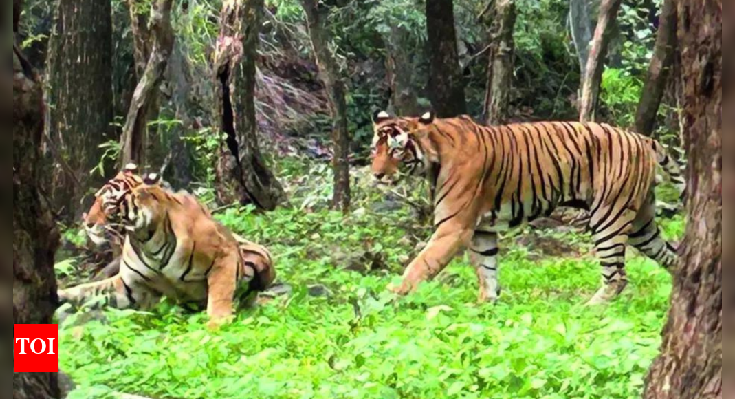 Ranthambore's queen, estimated to be 17-18, defies age, seen mating | India News