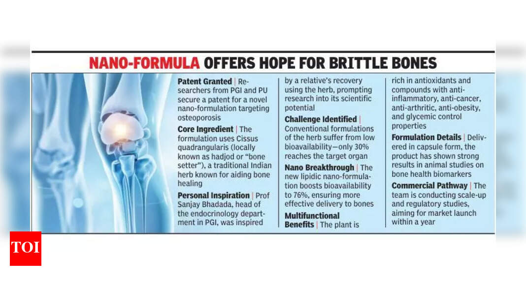 Ancient wisdom meets modern science: Nano-formula offers hope for brittle bones | Chandigarh News