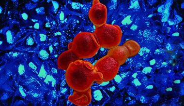 Researchers discover all-new antifungal drug candidate in campus greenhouse