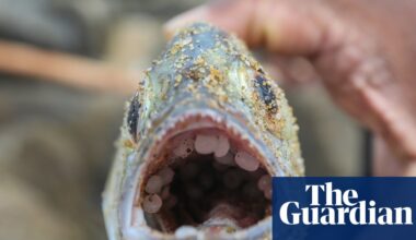 Buoyant, the size of a lentil and almost impossible to recover: how nurdles are polluting the oceans | Plastics