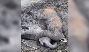 Mama Elephant Protects Her Baby With Her Trunk As They Struggle In The Mud