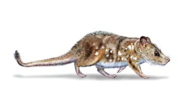 Scientists find 74-million-year-old mammal fossil in Chile