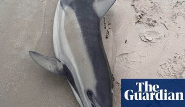 Labor to use black summer-era measure to fast-track algal bloom response as dolphin carcass washes up on beach | South Australia