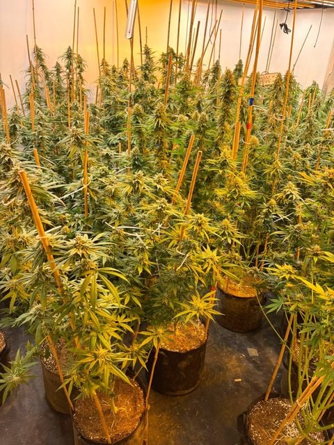 A cultivation in Coleraine
