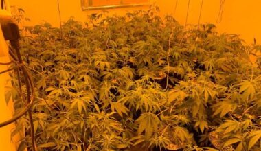 Cannabis searches Northern Ireland: Five arrested as police seize drugs worth around £500,000 in series of raids