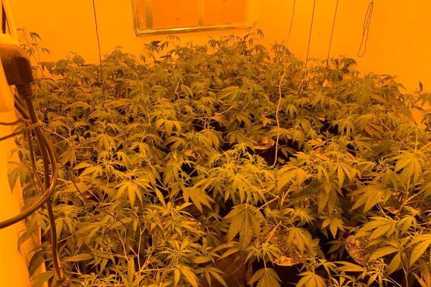 Cannabis searches Northern Ireland: Five arrested as police seize drugs worth around £500,000 in series of raids