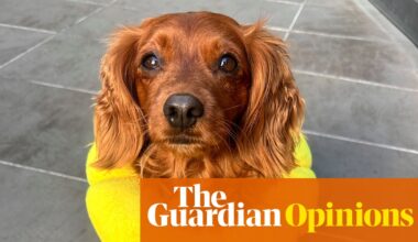 When Odie the cavoodle needed emergency surgery, the veterinary staff showed why they are the unsung heroes of healthcare | Ranjana Srivastava