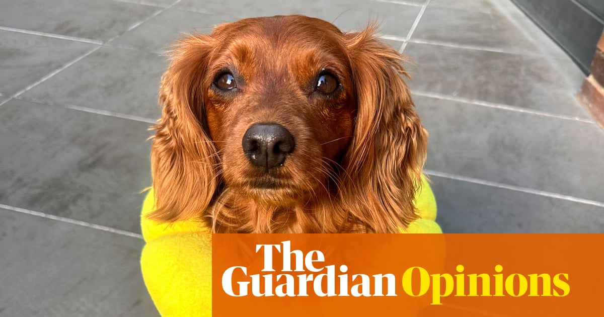 When Odie the cavoodle needed emergency surgery, the veterinary staff showed why they are the unsung heroes of healthcare | Ranjana Srivastava