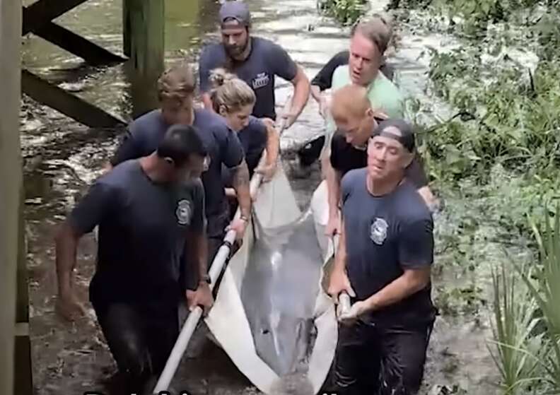 dolphin