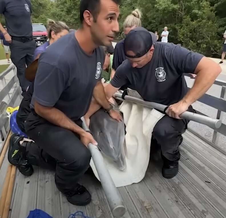 dolphin