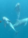 Tears Of Joy As Ex-Circus Dolphins Swim In The Ocean For First Time