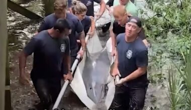Rescuers Rush To Save Dolphin Trapped In Lagoon — And Realize They Know Her