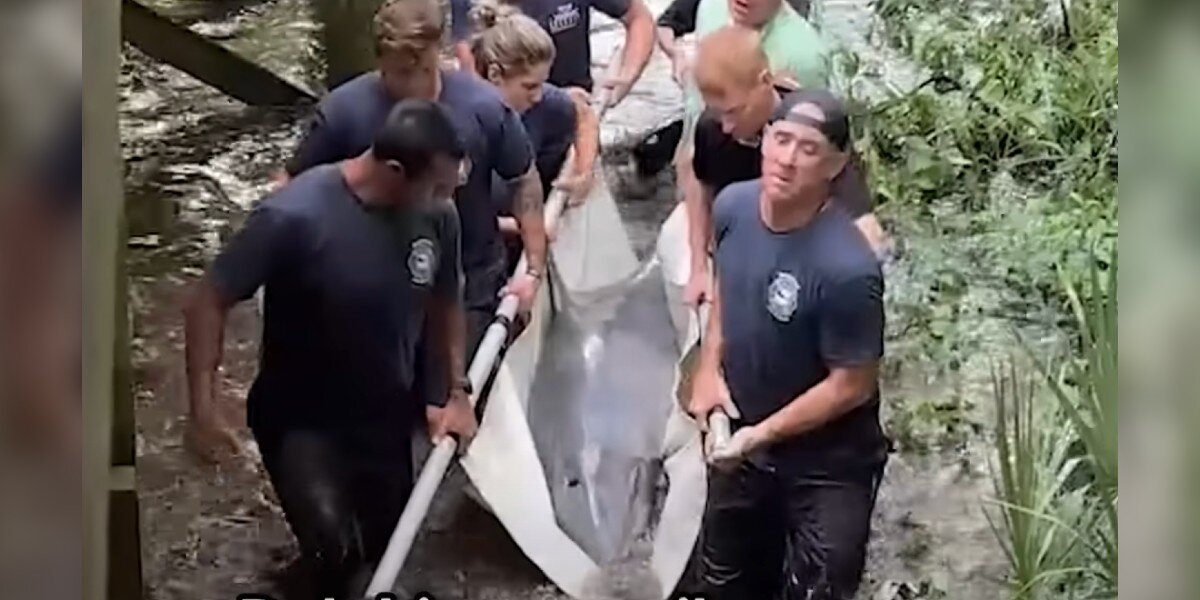 Rescuers Rush To Save Dolphin Trapped In Lagoon — And Realize They Know Her