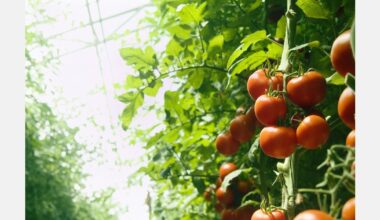Slight decline in EU fresh tomato cultivation during summer
