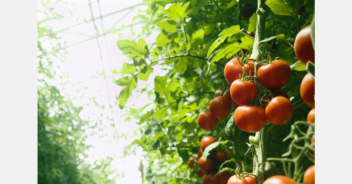 Slight decline in EU fresh tomato cultivation during summer