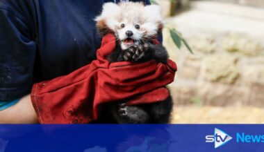 Fireworks ban near Edinburgh Zoo over Bonfire Night after death of baby panda