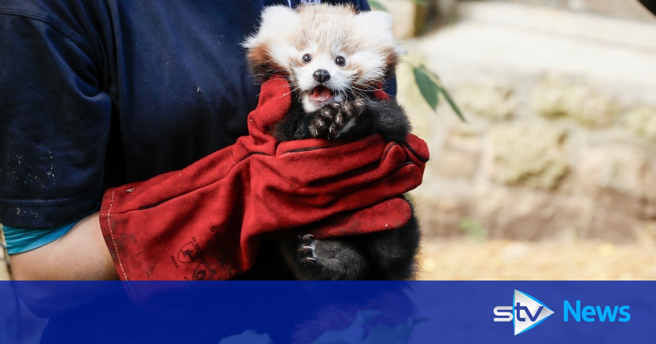 Fireworks ban near Edinburgh Zoo over Bonfire Night after death of baby panda