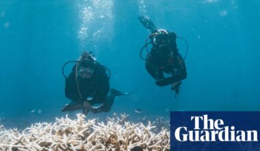 How a marine heatwave is threatening Australia’s spectacular coral reefs | Environment