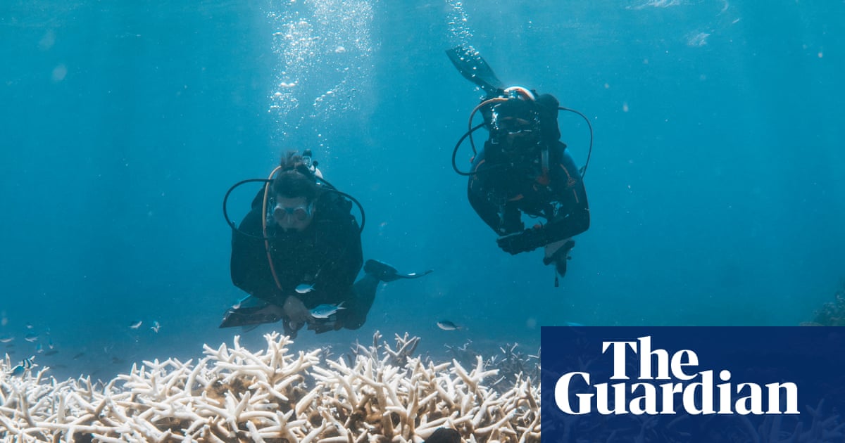 How a marine heatwave is threatening Australia’s spectacular coral reefs | Environment