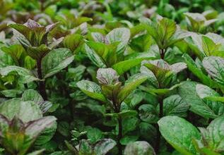 Thousands granted to Edinburgh’s community food growing initiatives – The NEN – North Edinburgh News