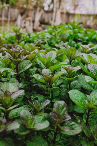 Thousands granted to Edinburgh’s community food growing initiatives – The NEN – North Edinburgh News