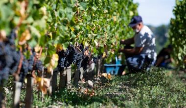 The Guardian view on France’s wine crisis: the answer…