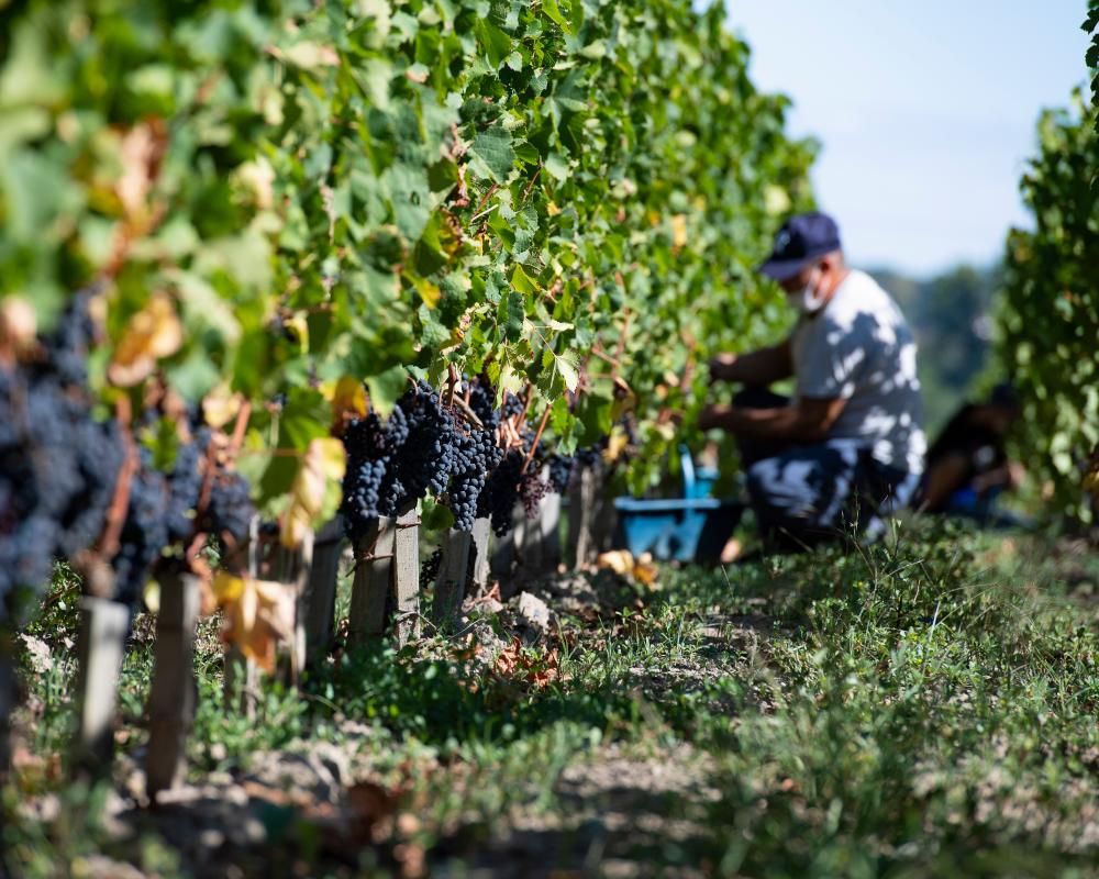 The Guardian view on France’s wine crisis: the answer…