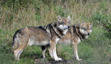 From conservation icon to political flashpoint