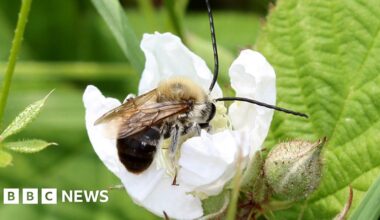 Threatened bee species get lifeline through coastal habitat project