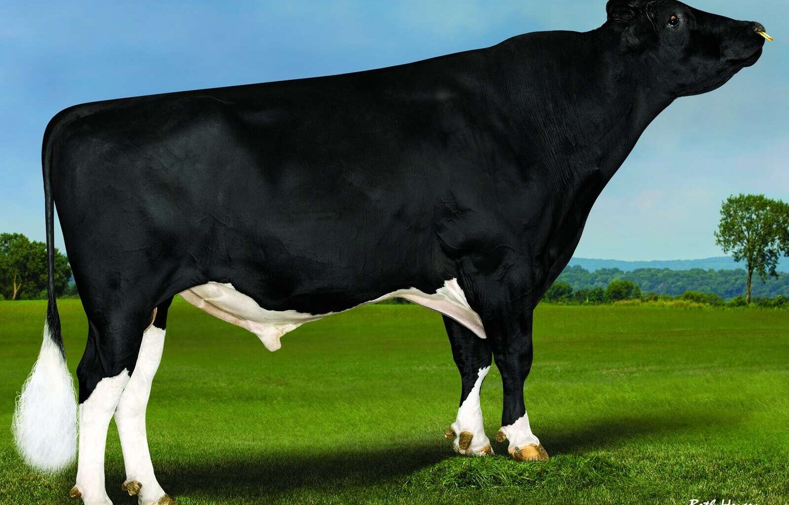Bull genomic testing boom | Dairy News Australia