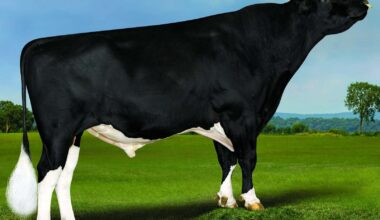 Bull genomic testing boom | Dairy News Australia