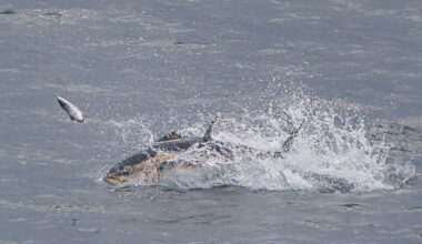 Photographers capture image of rare bluefin tuna in Manx waters